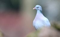 Stock Dove, Forest of Dean, February 2018.