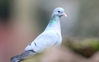 Stock Dove, Forest of Dean, February 2018