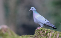 Stock Dove, Forest of Dean, February 2018