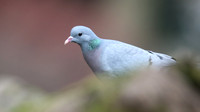 Stock Dove