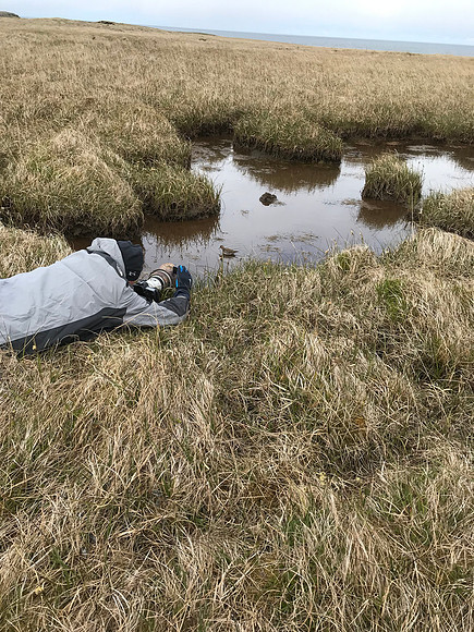 Red-necked Phalarope, Iceland, June 2019