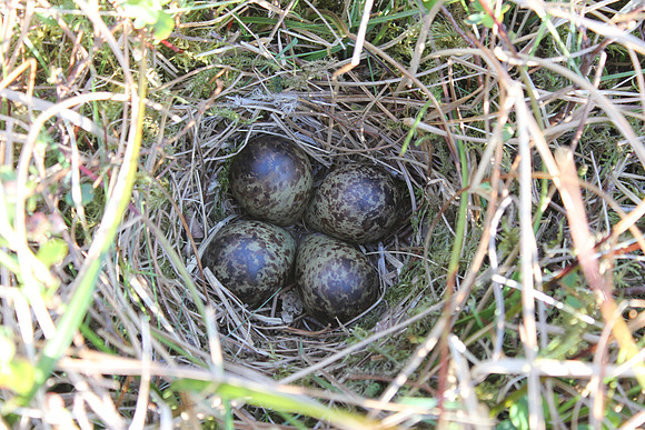 Snipe, Borganes, June 2019