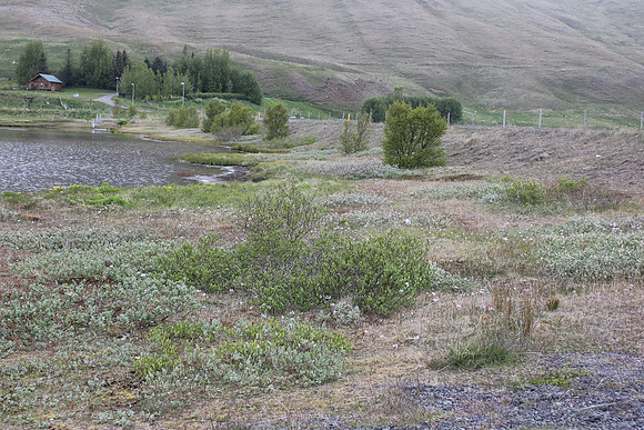Blonduosbaer, June 2019