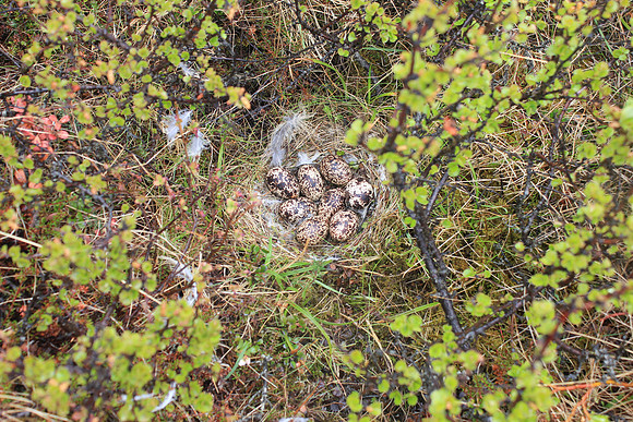 Ptarmigan, River Laxa