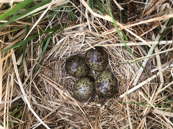 Snipe, River Laxa, June 2019
