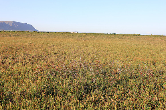 Whimbrel, Floi,  June 2019
