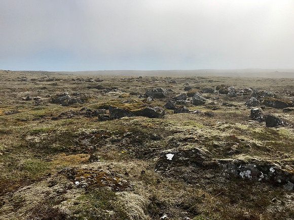 Whimbrel, Sandgerði, Iceland, May 2022