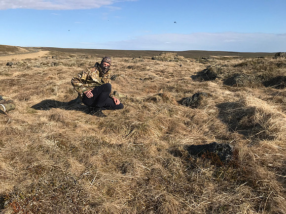 Whimbrel, Myvatn, May 2022