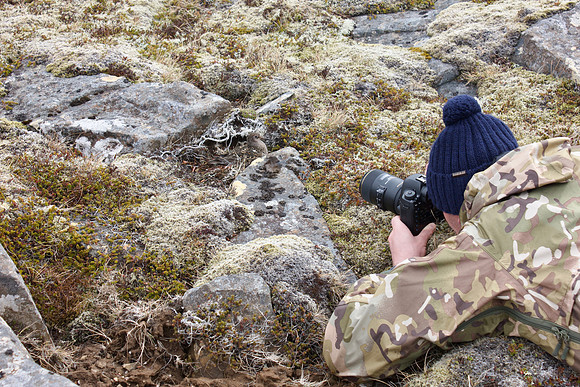 Purple Sandpiper, Nest 2, Raufarhofn, Iceland, June 2022