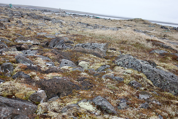 Purple Sandpiper, Raufarhofn, June 2022