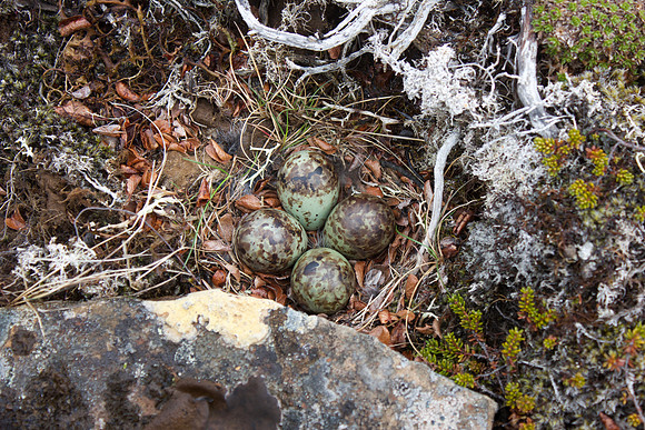 Purple Sandpiper, Nest 2, Raufarhofn, Iceland, June 2022