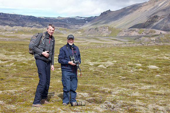 Arctic Skua, Hellnar, Iceland, June 2022