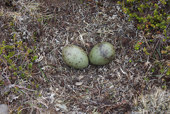 Arctic Skua, Olafsvik, Iceland, June 2022