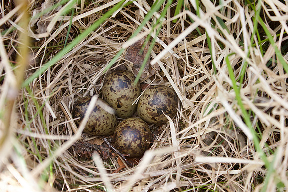 Snipe, Blonduosbaer, June 2022