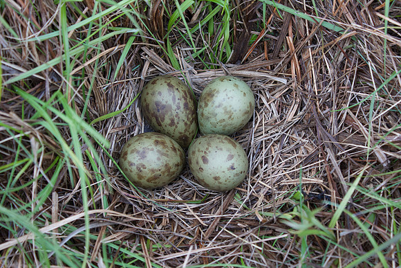 Whimbrel, Floi, June 2022