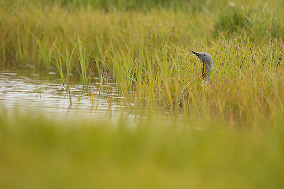 Red-throated Diver, Floi, Iceland, June 2022