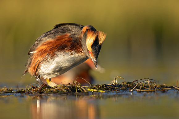 Slavonian Grebe, Iceland, May 2022