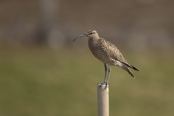 Whimbrel, Sandgeroi, Iceland, May 2022
