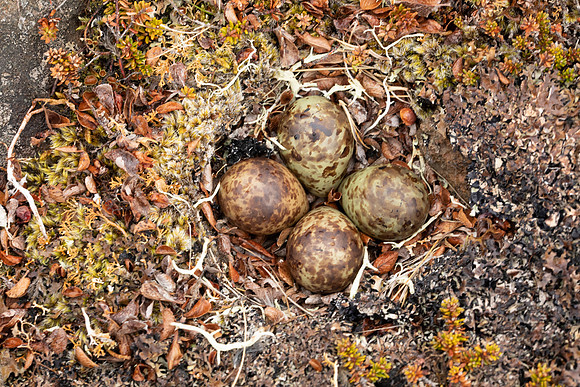 Purple Sandpiper, Nest 3, Raufarhofn, Iceland, June 2022