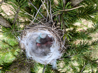 Redpoll, Borganes, Iceland, June 2022