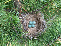 Redwing, Borganes, Iceland, June 2022