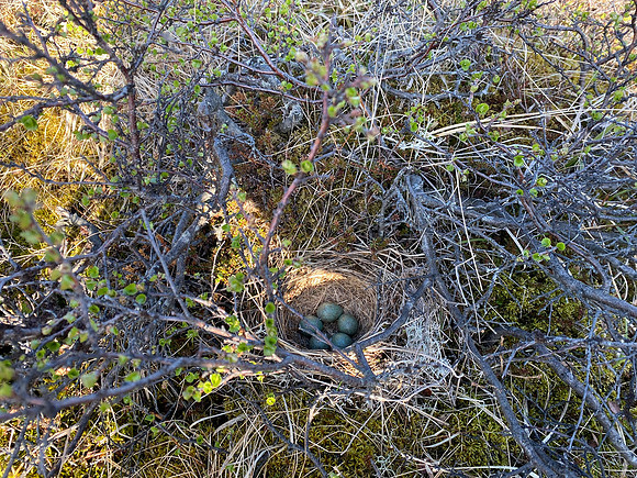 Redwing, River Laxa, Iceland, May 2022
