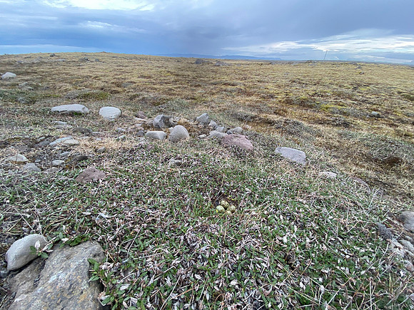 Purple Sandpiper, Nest 1, Raufarhofn, Iceland, June 2022