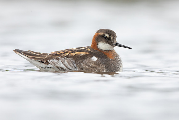 Red-necked Phalarope, Floi,  Iceland, June 2022