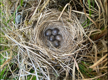 Meadow Pipit, Borganes, June 2022