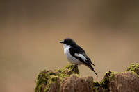 Pied Flycatcher, Forest of Dean, April 2021