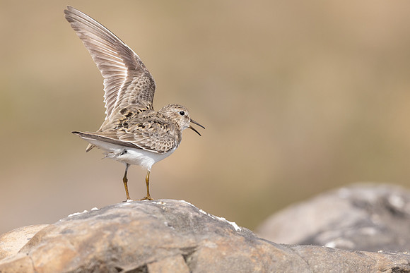 Temmincks Stint, Skallelv Neset, Norway, June 2023