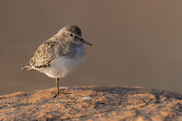 Temmincks Stint, Skallelv Neset, Norway, June 2023