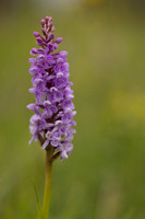 Chalk Fragrant x Common  Spotted-orchid, Rudge Hill, June 2024