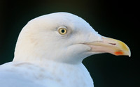 Glaucous Gull (Adult) Newlyn Harbour, Feb 2018