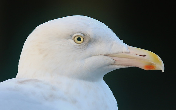 Glaucous Gull (Adult) Newlyn Harbour, Feb 2018