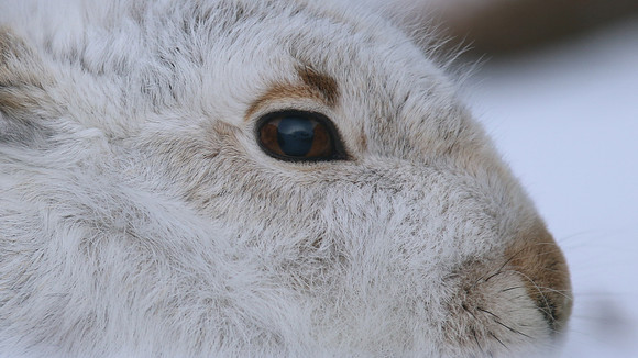 Mountain Hare, Cairngorm, Feb 2015