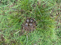 Lapwing, Burtle, May 2024