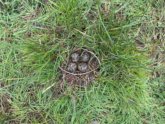 Lapwing, Burtle, May 2024