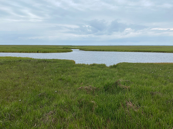 Red-necked Phalarope, Floi, June 2022