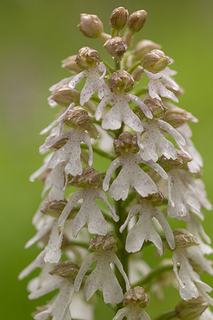 Lady Orchid, Bonsai Bank, May 2024
