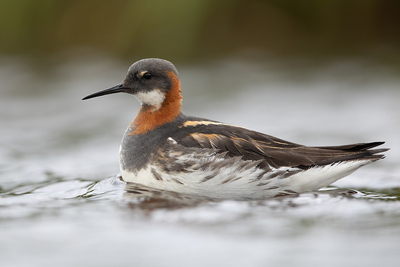 Red-necked Phalarope, Floi,  Iceland, June 2022