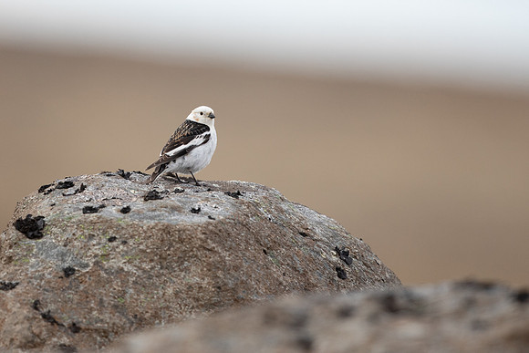 Snow Bunting, Raufarhofn, Iceland, June 2022
