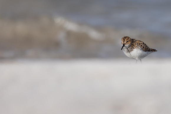 Little Stint, Ekkeroy, Norway, June 2023