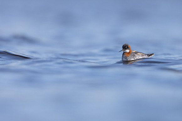 Red-necked Phalarope, Vardo, Norway, June 2023