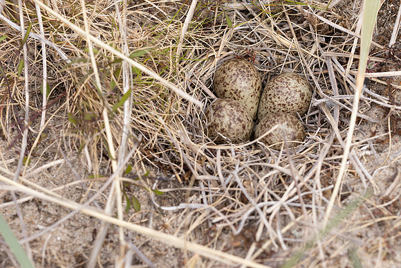 Temmincks Stint, Skallelv Neset, Norway, June 2023 (set 2)