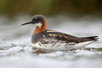 Red-necked Phalarope, Floi,  Iceland, June 2022