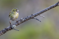 Siskin, Loch Morlich, Scotland, February, 2024