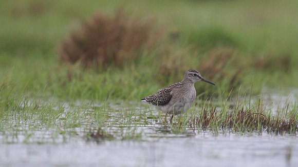 Wood Sandpiper, Northwick Warth, August 2014