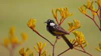 New Holland Honeyeater