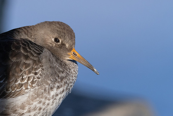 Purple Sandpiper, Portishead, January 2022